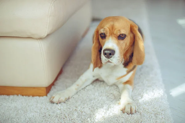 A small hound dog Beagle lies at home on a carpet.