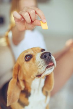 Küçük av köpeği Beagle evde bir halının üzerinde yatıyor..