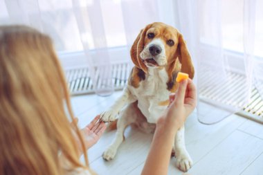 Küçük av köpeği Beagle evde bir halının üzerinde yatıyor..