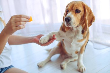 Küçük av köpeği Beagle evde bir halının üzerinde yatıyor..