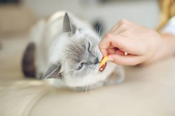 Scottish cat receives treats, feed the animal, the cat eats.