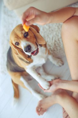 Küçük av köpeği Beagle evde bir halının üzerinde yatıyor..