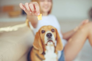 Küçük av köpeği Beagle evde bir halının üzerinde yatıyor..