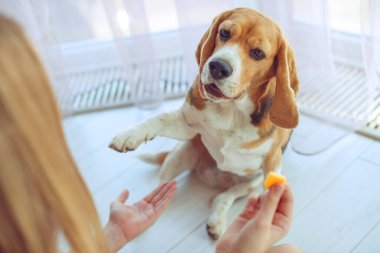 Küçük av köpeği Beagle evde bir halının üzerinde yatıyor..