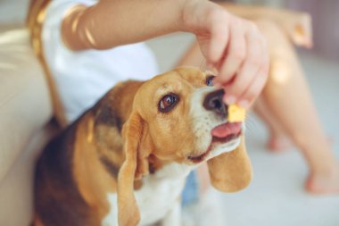 Küçük av köpeği Beagle evde bir halının üzerinde yatıyor..