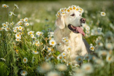 Labrador papatyalarda bir çiçek çelengiyle oturuyor. Doğadaki köpek..