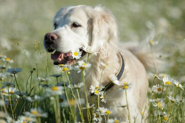 Labrador papatyalarda bir çiçek çelengiyle oturuyor. Doğadaki köpek..