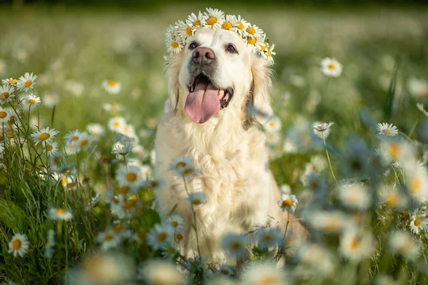 Labrador papatyalarda bir çiçek çelengiyle oturuyor. Doğadaki köpek..
