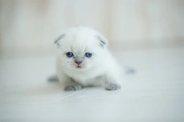 Bonito pouco vermelho escocês raça gatinho. — Fotografia de Stock