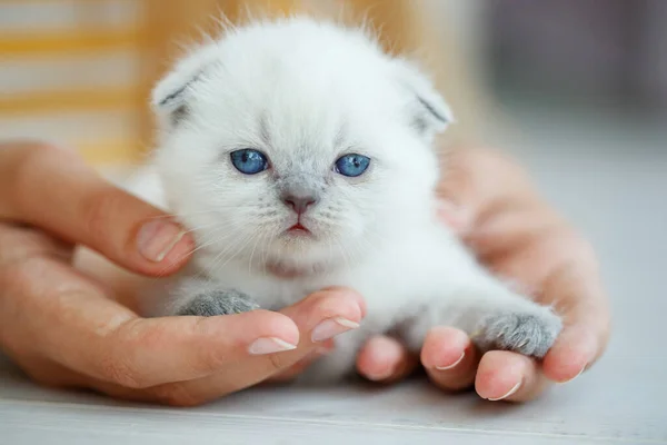 Bonito pouco vermelho escocês raça gatinho. — Fotografia de Stock