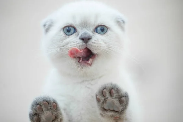 아름다운 스코틀랜드 새끼 고양이. 고품질 사진 — 스톡 사진