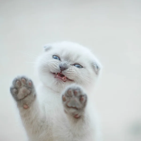 Vacker skotsk kattunge. Högkvalitativt foto — Stockfoto