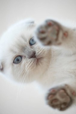 Güzel İskoç kedi yavrusu. Yüksek kalite fotoğraf