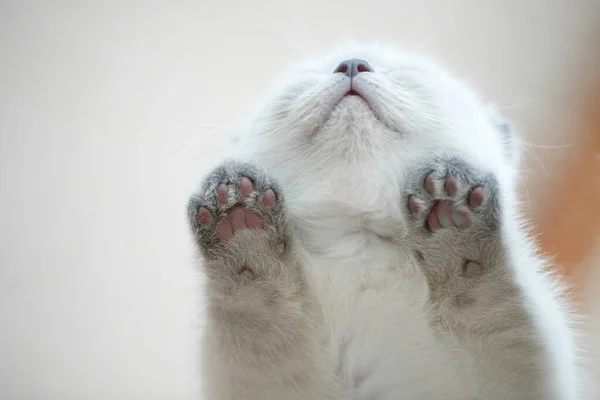 Schöne schottische Kätzchen. Hochwertiges Foto — Stockfoto