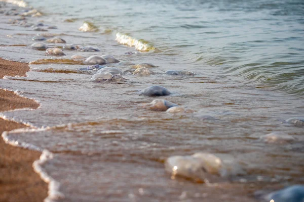 Μέδουσες Που Ρίχνονται Από Θάλασσα Στην Παραλία Στην Άμμο Της — Φωτογραφία Αρχείου