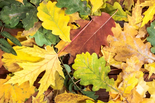 Autumn leaves background. — Stock Photo, Image