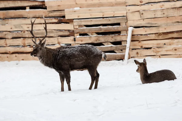 Veado selvagem no fundo da neve — Fotografia de Stock