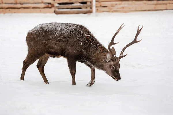 Veado selvagem no fundo da neve — Fotografia de Stock