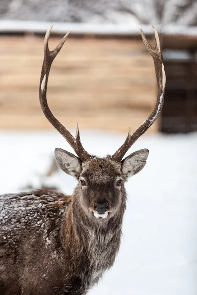Retrato de ciervo sobre el fondo de nieve —  Fotos de Stock