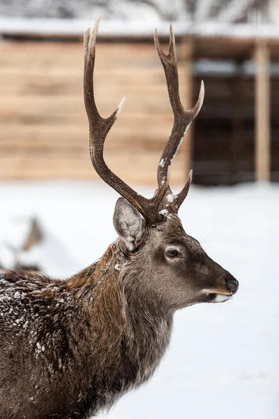 Retrato de ciervo sobre el fondo de nieve —  Fotos de Stock