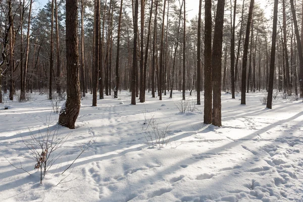 Paysage de la forêt d'hiver . — Photo