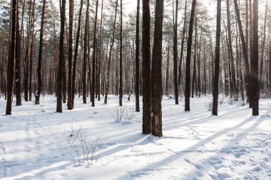 Manzara kış orman.