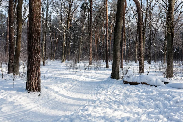 Krajina zimním lese. — Stock fotografie