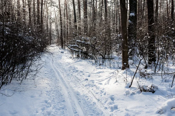 Landscape of the winter forest. — Stock Photo, Image