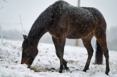 At karlı kış manzarası - Görüntü - İngiliz safkanlığı