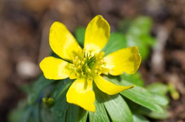 Eranthis hyemalis, Ranunculaceae ailesinden çiçek.