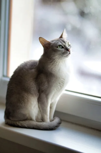 Gatto Burmilla Seduto Argento Sulla Finestra — Foto Stock