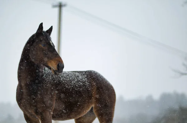 Nevadas Caballos Paisaje Invierno Imagen English Thoroughbred —  Fotos de Stock