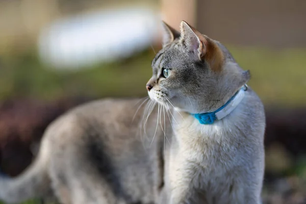 Retrato Gato Birmilla Dourado Livre — Fotografia de Stock