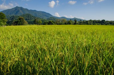 Dağ manzaralı pirinç tarlası
