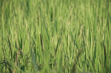 yeşil pirinç tarla arka planında