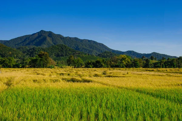 Two Toned Rice Field Mountain — Stockfoto