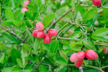 Thai 'nin bir sürü meyveli karanda ağaçları.