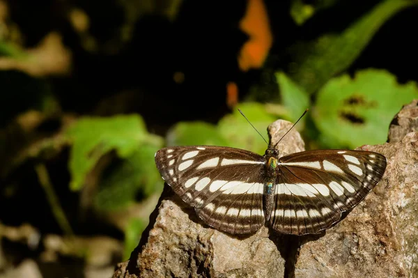 Small Butterfly Stay Rock Surface — Stock Photo, Image