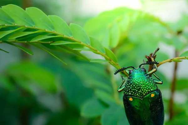 Metallic Wood Boring Beetle Jewel Beetle Buprestid Sternocera Aequisignata Nature — Stock Photo, Image