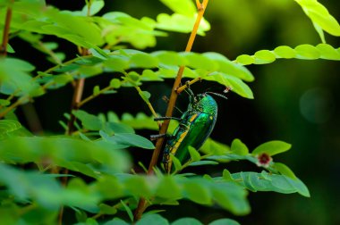 Doğada metalik tahta-sıkıcı bir böcek, Mücevher böceği, Buprestid (Sternocera aequisignata)