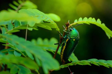 Doğada metalik tahta-sıkıcı bir böcek, Mücevher böceği, Buprestid (Sternocera aequisignata)