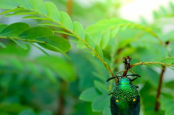 Doğada metalik tahta-sıkıcı bir böcek, Mücevher böceği, Buprestid (Sternocera aequisignata)