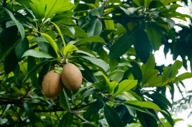 Arka bahçede Tayland sapodillası