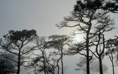 Thai 'nin çam ağacının bir manzara fotoğrafı. Güneşin etrafını kapladığı, cadılar bayramı festivali arka planındaki korkunç sisli sahne gibi.,