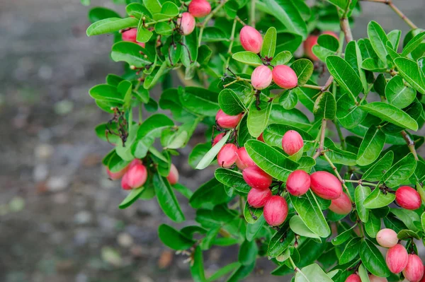 Pohon Karanda Thai Dengan Banyak Berry — Stok Foto