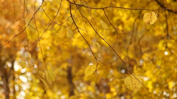 Folhas Amarelas Nas Árvores Oscilam Vento Outono Ouro Close Cores — Vídeo de Stock