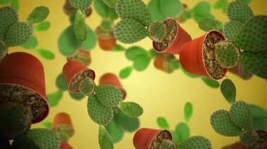 Opuntia mikrodasys kaktüsü ya da tavşan kulaklı kaktüs, kırmızı kaplarda sarı gökyüzüne doğru düşüyor.