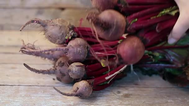 Bunch Of Beetroots — Stock Video