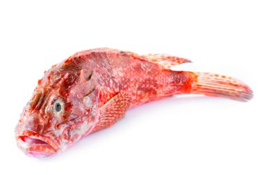 Beyaz üzerine kırmızı Scorpionfish