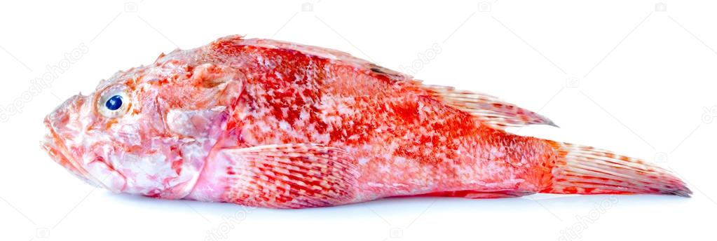 Red Scorpionfish Isolated